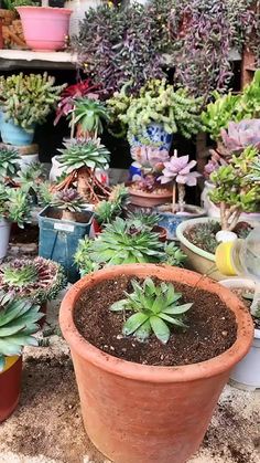 many potted plants are sitting on the ground in front of other pots and containers