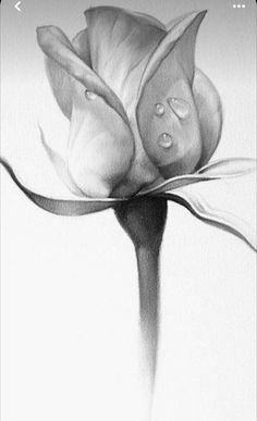 a black and white photo of a flower