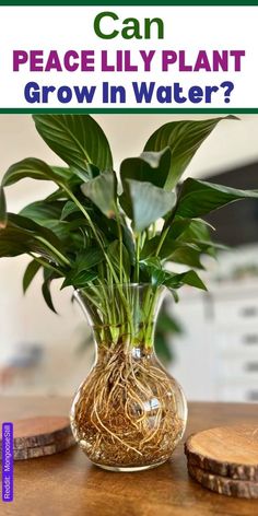 a plant in a vase with the words can peace lily plant grow in water?