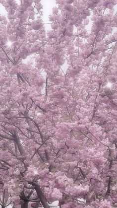 a large pink tree with lots of flowers on it's branches in the rain