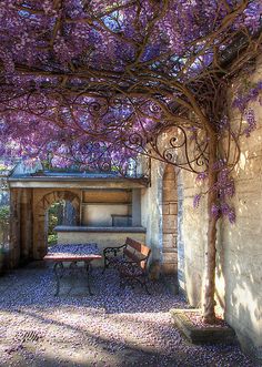 a bench under a tree with purple flowers growing on it's branches in front of a building