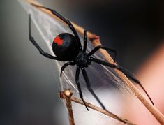 a black and red spider sitting on top of a leaf