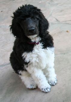 a black and white dog sitting on top of a stone floor