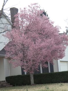 a pink tree in front of a white house