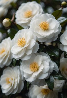 white flowers are blooming in the garden