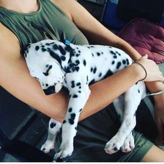 a person holding a dalmatian puppy in their lap