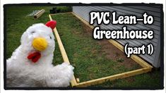 a white chicken standing in the grass next to a building with text overlay that reads, pc lean - to greenhouse part 1