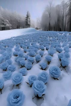 there are many blue roses in the snow