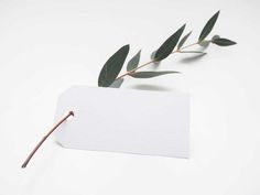 a piece of paper that has been placed on a twig with some green leaves