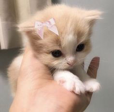 a small kitten with a pink bow on it's head being held by someone