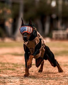 a black and brown dog wearing an american flag helmet on it's head is running