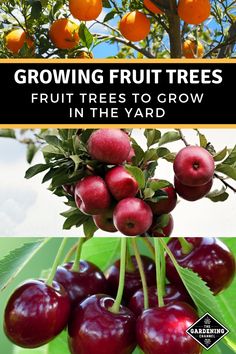 several different types of fruit trees with the title growing fruit trees fruit trees to grow in the yard