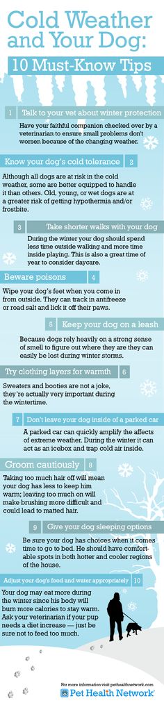 an info sheet with the words cold weather and your dog to know what it is