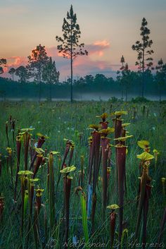 the sun is setting behind some tall grass with flowers growing in front of it and trees on the other side