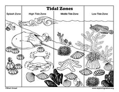 an ocean scene with different types of corals and sea animals in black and white