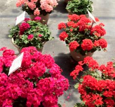 many potted flowers are lined up on the ground in front of each other,