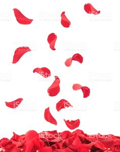 red rose petals falling down into the air