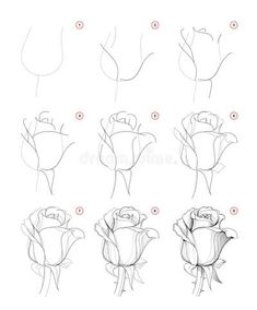 how to draw a rose step by step instructions for beginners royalty illustration on white background