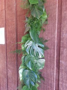 a green plant growing on the side of a wooden wall next to a red door