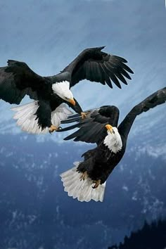 two bald eagles are flying in the sky