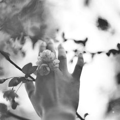 a hand reaching up towards a flower on a tree branch in black and white photo