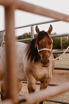 a brown and white horse standing next to a metal fence