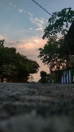 a bird is sitting on the ground in front of some trees and buildings at sunset