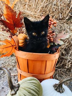 a black cat sitting in a basket next to pumpkins