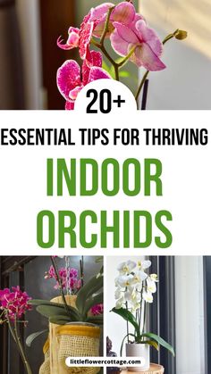 If you're struggling to grow orchids indoors these 20+ tips will help you to avoid mistakes and get beautiful orchids for your home How To Revive An Orchid, Grow Orchids, Orchids Care