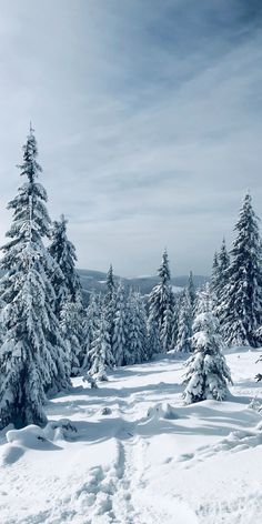 snow covered pine trees in the middle of a snowy landscape