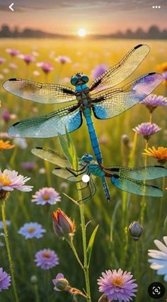 a blue dragonfly sitting on top of a flower next to purple and yellow flowers