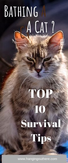 a cat that is sitting down with the caption saying, bathing a cat? top 10 survival tips