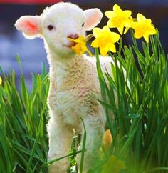 a lamb standing in the grass with daffodils