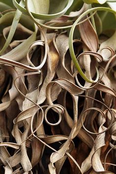 some very pretty plants that are growing out of the ground with long thin stems on them