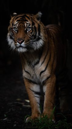 a tiger walking in the dark with its head turned to the side and it's eyes wide open