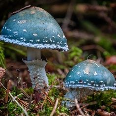 two blue mushrooms are sitting in the grass