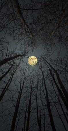 the moon is shining through the trees in the night sky, with no leaves on them