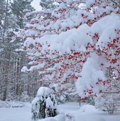 a snow covered tree with red berries on it