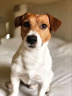 a brown and white dog sitting on top of a bed