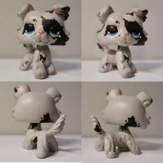 four different pictures of a small toy dog