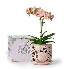 an orchid plant in a pink ceramic pot next to a cardboard box with the flower on it