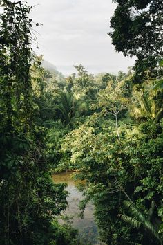 a river running through a lush green forest filled with lots of plants and trees on the side