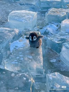 a small penguin sitting on top of an ice floet covered in snow and ice