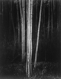 black and white photograph of trees in the woods