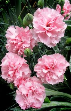 pink flowers are blooming in the garden