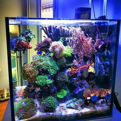 an aquarium filled with lots of different types of corals and other colorful fish in it