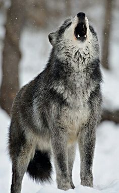 a wolf standing in the snow with its mouth open