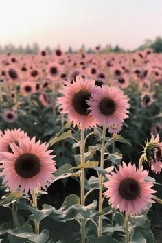 a field full of pink sunflowers in the middle of it's blooming season