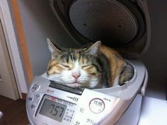 a cat sleeping on top of a digital scale