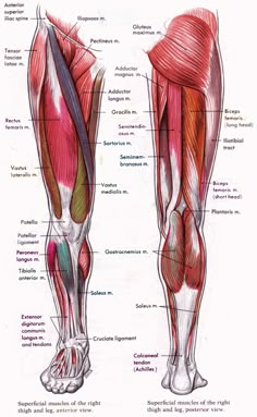 the muscles are labeled in this diagram